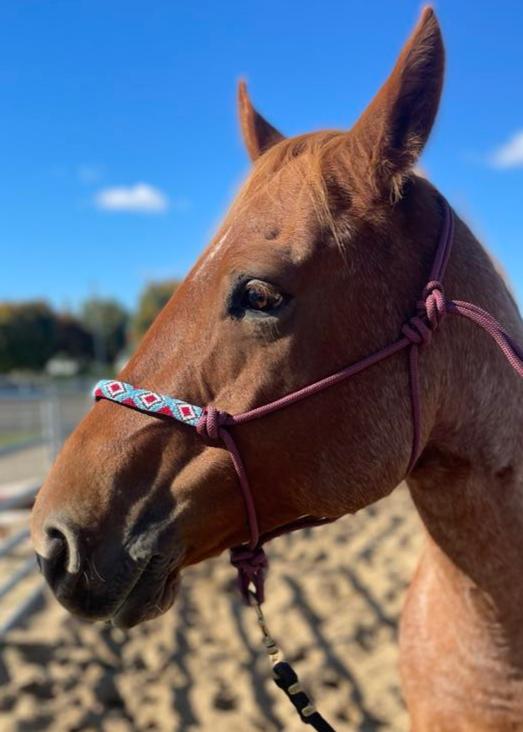 Burgundy Riding Halter