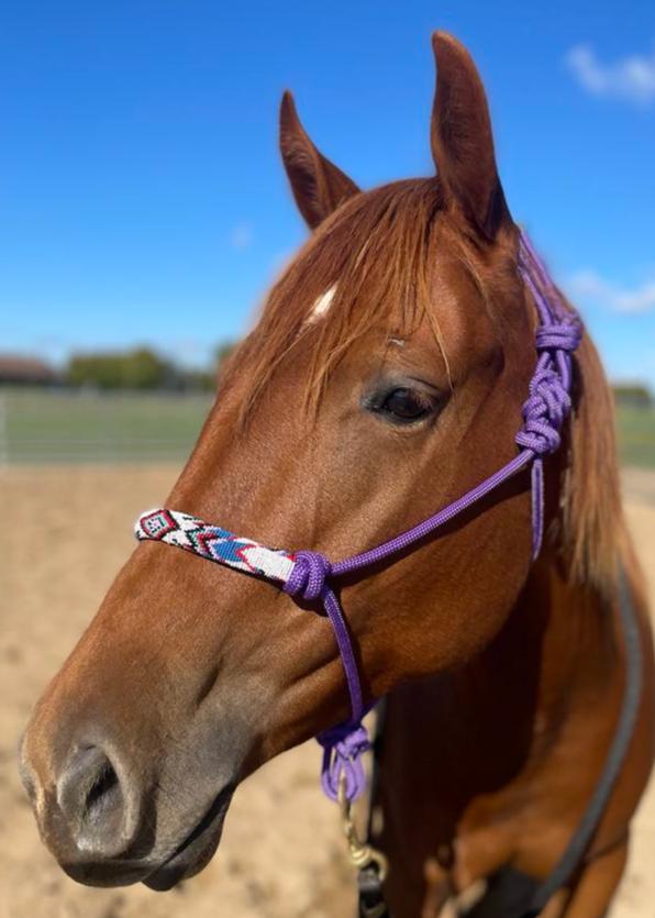 Licou d'équitation mauve
