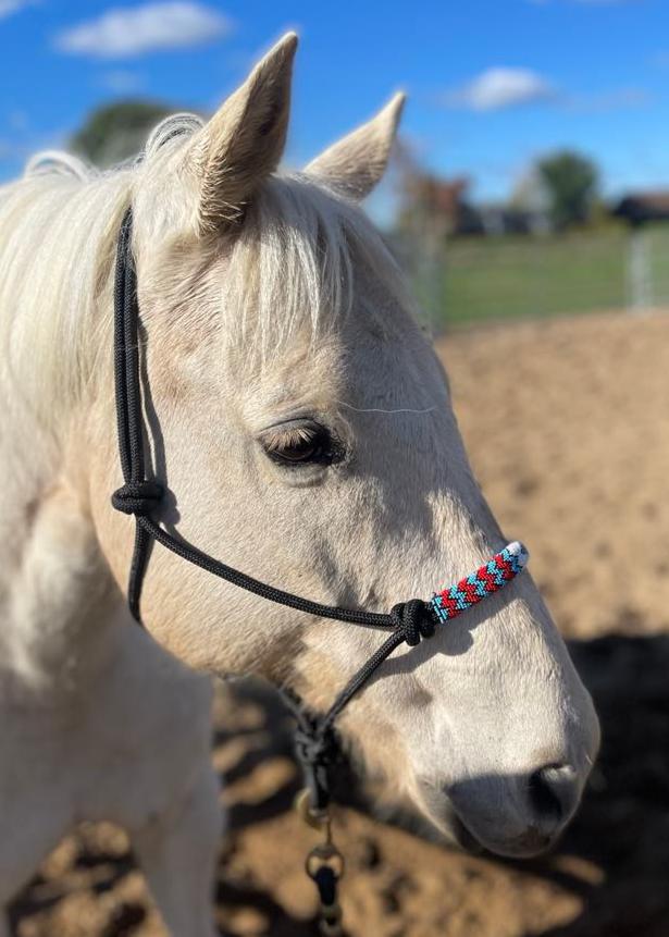 Licou d'équitation noir