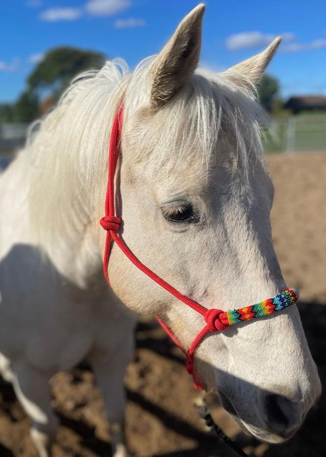 Licou d'équitation rouge