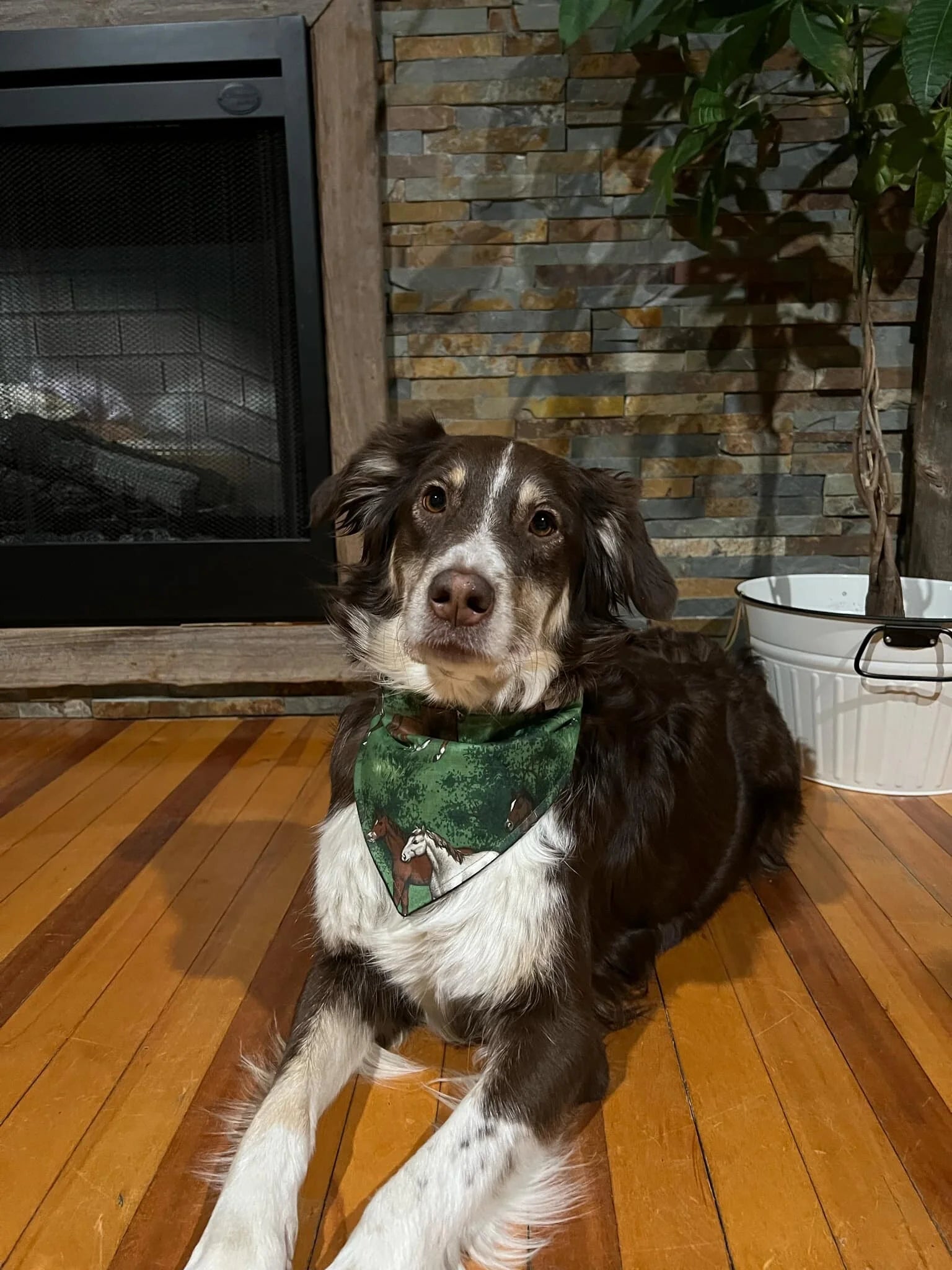 Foulards pour chien médium